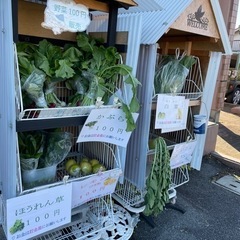 冬野菜★野菜100円販売★菜っぱ類、レモン、白菜、大根等