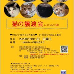 12/11　(日)　猫の譲渡会　by にゃんころ隊