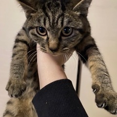 キジトラの男の子です🐈🐾