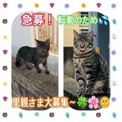 可愛い仔猫の里親様を募集しております🍀