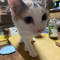 パステル三毛猫のポポちゃん - 里親募集