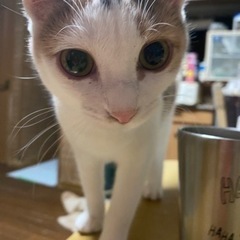 パステル三毛猫のポポちゃん