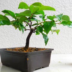 盆栽シマヤマヒハツ（方言名アワグミ）