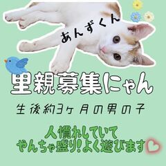 生後3ヶ月位　子猫らしく元気いっぱいのあんず君【12/4(日曜日...