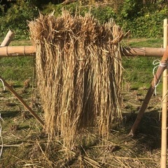 稲藁　天日干し　自然栽培　農薬不使用