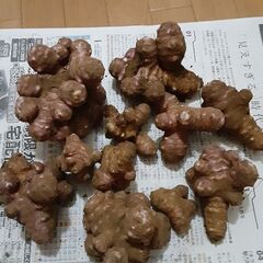 菊芋　土付き　2キロ