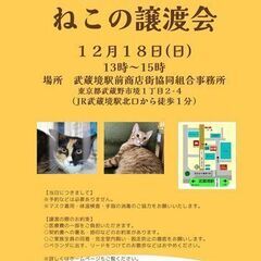 猫ちゃん 譲渡会