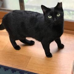 ブラックキューティーな黒猫♀ 推定2~3歳