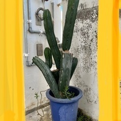 【決まりました】サボテン🌵