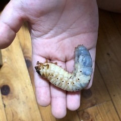 カブトムシの幼虫