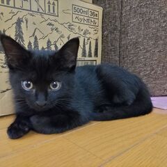 黒猫ちゃん（里親さんが見つかりました!）