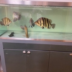 水槽　熱帯魚　ダトニオ　ポリプ　大型魚