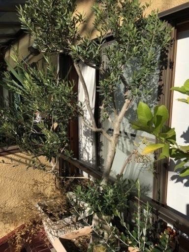 オリーブ(2mくらい)観葉植物