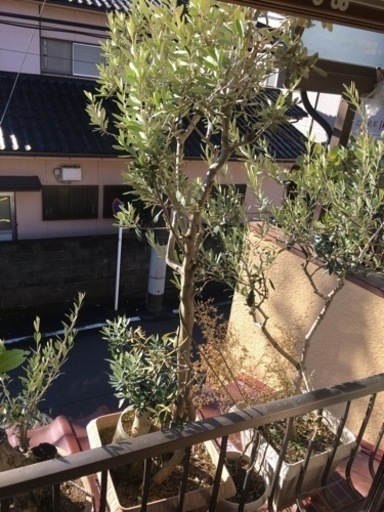 オリーブ(2mくらい)観葉植物