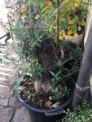 オリーブ②(塊根風仕立て)観葉植物