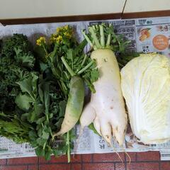 大根と白菜と葉物野菜
