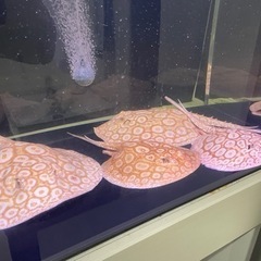 淡水エイ　アルビノクロコダイルスティングレー　1ペア　即戦力繁殖経験あり！