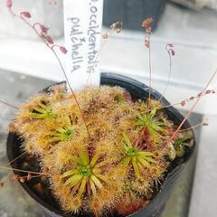 12/31〆切食虫植物Drosera occidentalis ...