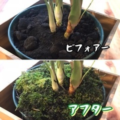 ミックス苔