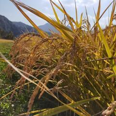 🌾新米🌞庄内産ヒノヒカリ30キロ玄米