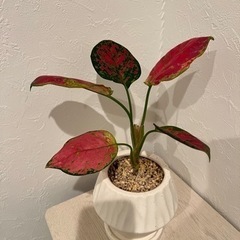 【受付終了】アグラオネマ　バレンタイン　鉢付き観葉植物