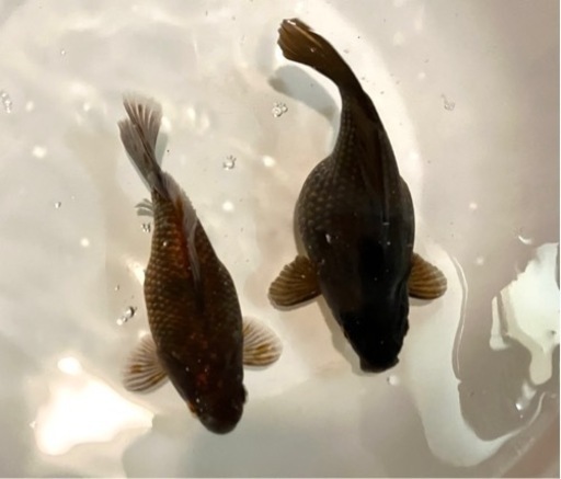 金魚　玉サバ