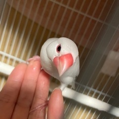 文鳥さん(^^)生涯可愛がってくださる方☆  - 網走郡