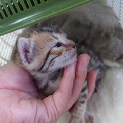 ベンガルキャット女の子( ơ ᴗ ơ ) − 福岡県