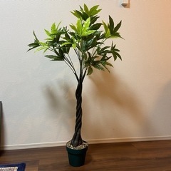 [ 観葉植物 ] 美品・即お渡し可能