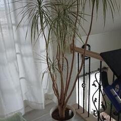 観葉植物色々