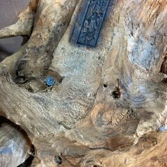 神代杉　オブジェ　インテリア　立派な佇まい　221126−2