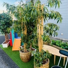竹の装飾植物