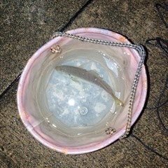 宮津近辺で釣り