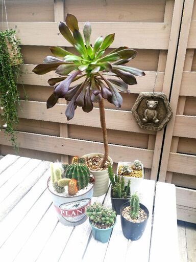 お取り引き中！～★多肉植物Aセット