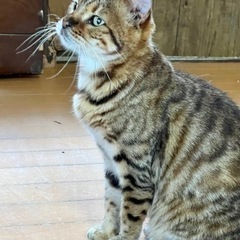 相談中！ベンガルブリーダ引退メス猫で大人しい。避妊予定