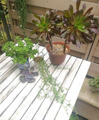 お問い合わせ中～!!　★多肉植物Bセット
