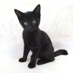 里親募集・黒色子猫