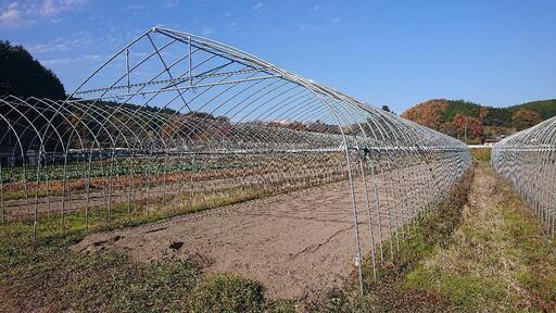 ビニールハウス サビ無し 4年使用 奥行き20m 間口5.9m 高さ3m
