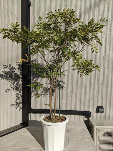 シマネトリコ　鉢植え