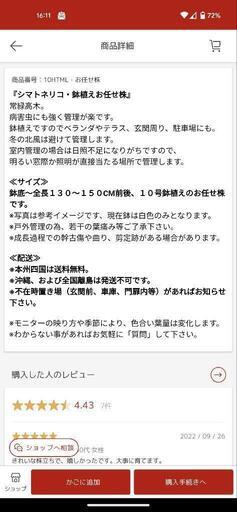 シマネトリコ　鉢植え