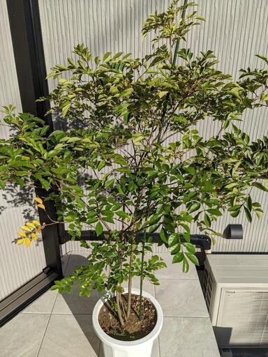 シマネトリコ　鉢植え