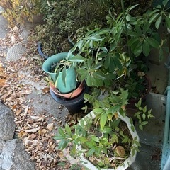 植木鉢と植木