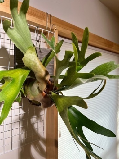 コウモリラン　リドレイ　観葉植物　3点セット