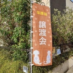 【第5回岡田譲渡会13:00〜】 - イベント
