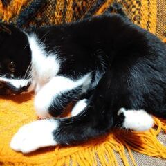 生後6ヶ月白黒メス猫