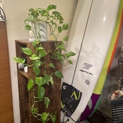 ポトス　観葉植物　写真の鉢は付きません　手渡し可能な方容器はつき...