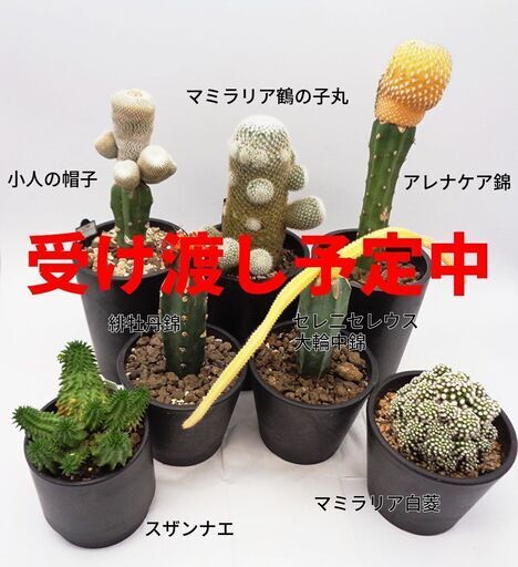 【マニア向きサボテン特別価格】多肉植物・サボテン7点まとめて！こんな価格では買えません！！
