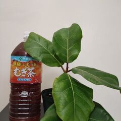 ✅希少　観葉植物 　アフリカンプリンス ⑤