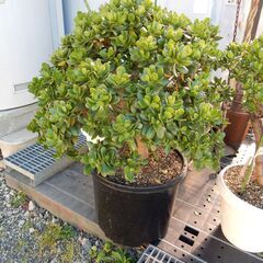 金のなる木　大鉢　高さ約1ｍ20㎝以上　★蕾があり花が咲きます♪ 金のなる木 大鉢 高さ約1m20㎝以上 ☆蕾があり