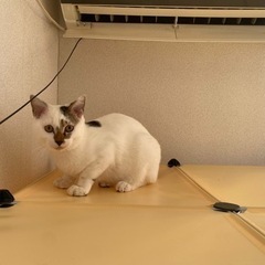 オス猫　5ヶ月 − 神奈川県